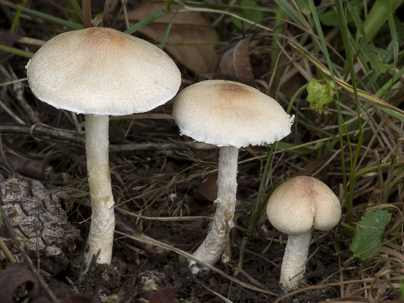 Lepiota oreadiformis